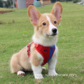 Wholesale Fashion Dog Harness And Leash